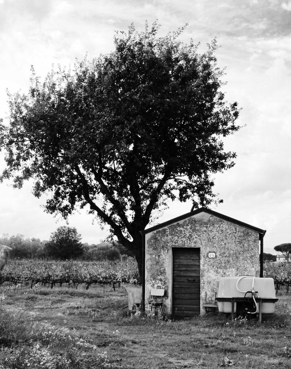 Vila La Cipriana Castagneto Carducci Exteriér fotografie